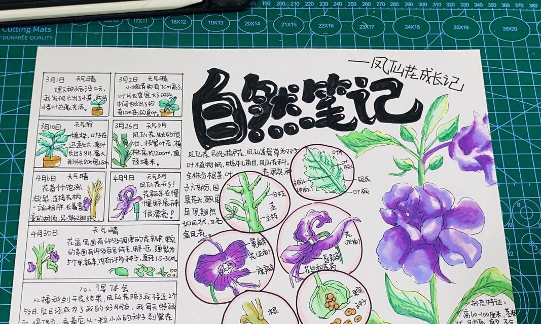是凤仙花怎么种？凤仙花的种植步骤和技巧是什么？