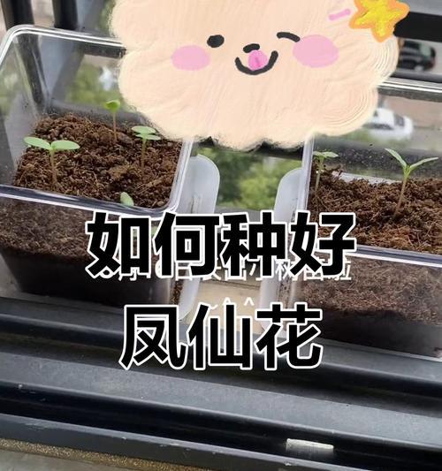 是凤仙花怎么种？凤仙花的种植步骤和技巧是什么？