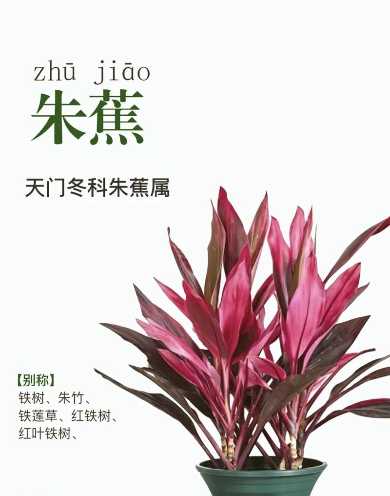 竹蕉的养殖方法有哪些？如何处理常见问题？