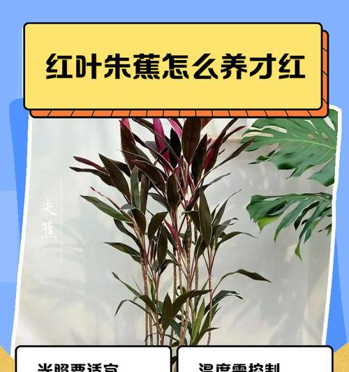 竹蕉的养殖方法有哪些？如何处理常见问题？