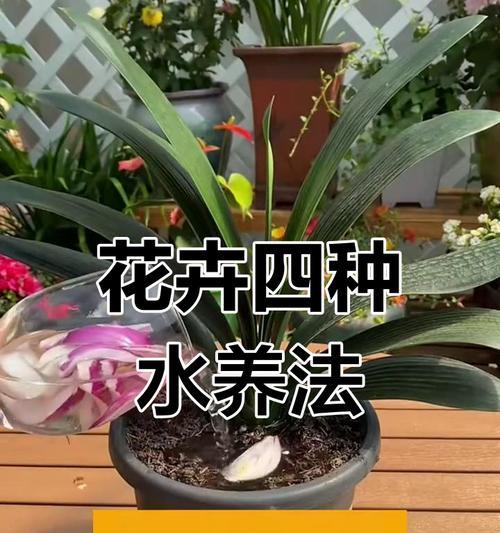 都有哪些名花？如何鉴别和养护名贵花卉？