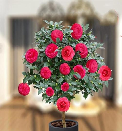 都有哪些名花？如何鉴别和养护名贵花卉？