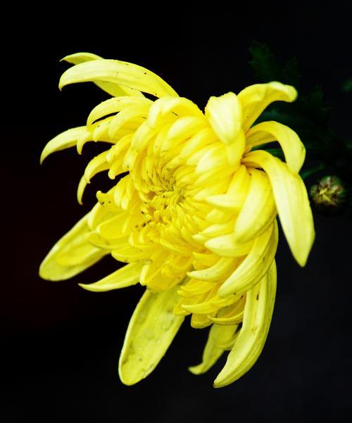 都有哪些名花？如何鉴别和养护名贵花卉？