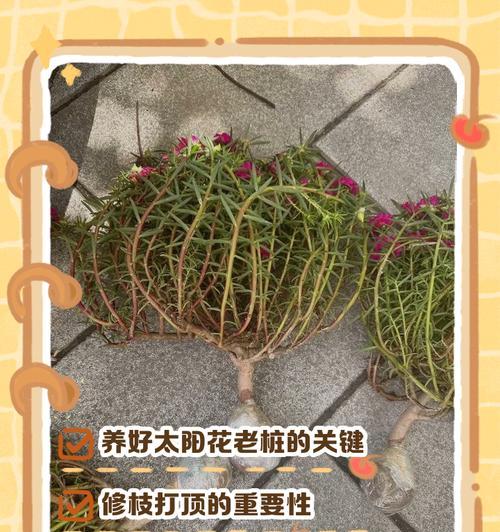 怎么种植向日葵？向日葵的种植技巧有哪些？