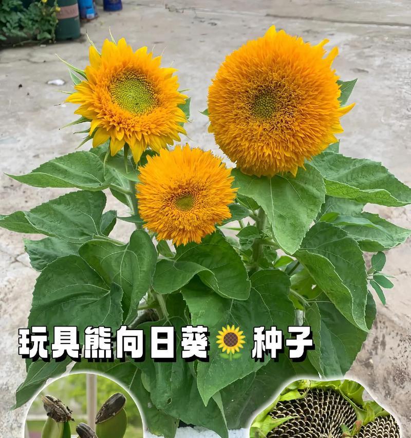 怎么种植向日葵？向日葵的种植技巧有哪些？