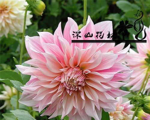 大丽花有哪些品种？如何进行大丽花的品种选择？