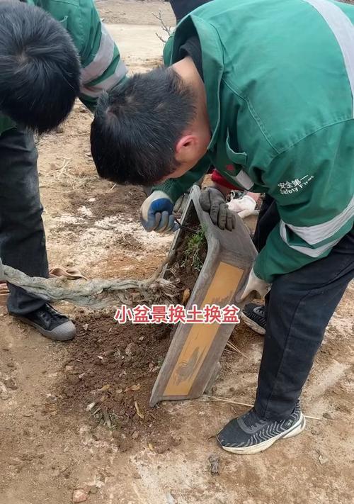 盆景换盆的正确步骤是什么？盆景换盆需要注意什么？