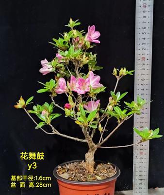 东洋杜鹃品种有哪些？东洋杜鹃品种的养护方法是什么？