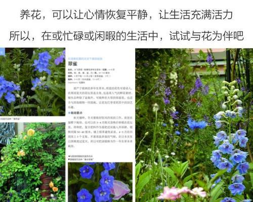 花卉有哪些种类？如何分类和养护？