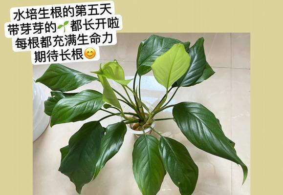 万年青长得太快怎么修剪？