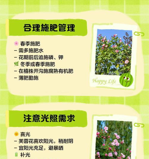 芙蓉的养殖方法和常见问题解答？