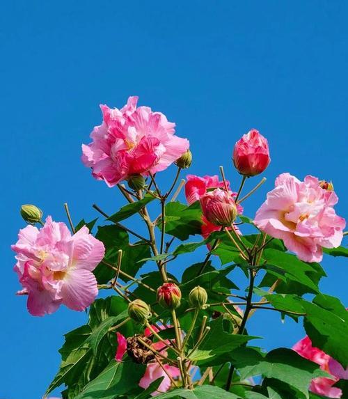 芙蓉的养殖方法和常见问题解答？