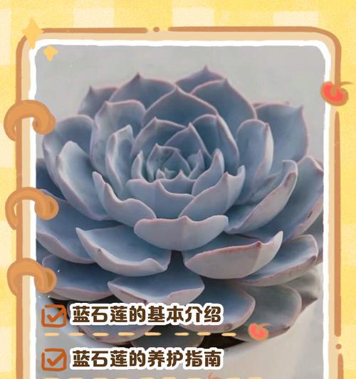 石莲花繁殖的正确步骤是什么？