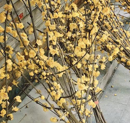 腊梅浇水技巧有哪些？怎样正确给腊梅浇水？