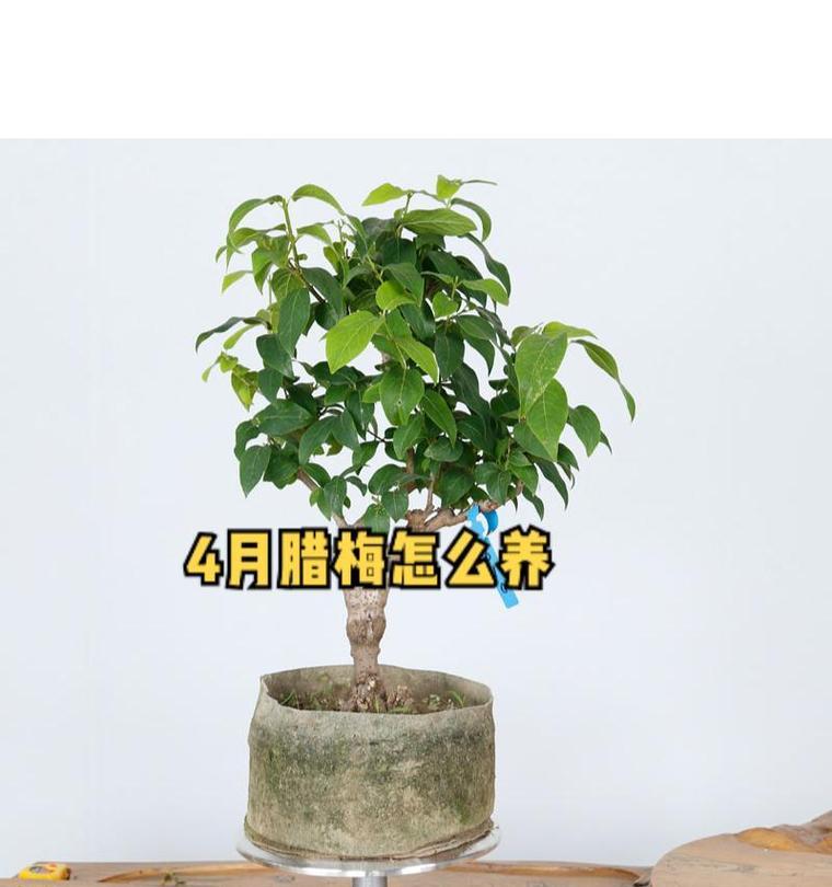 腊梅浇水技巧有哪些？怎样正确给腊梅浇水？