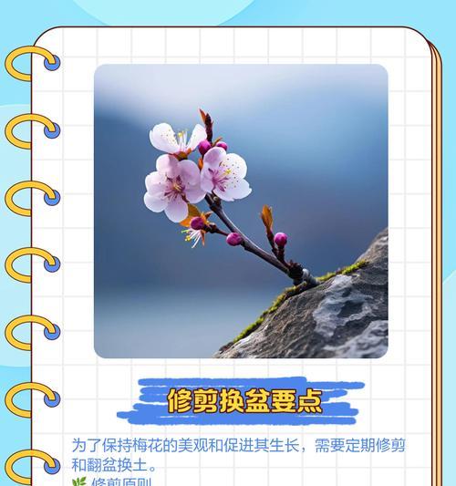 梅花的养护方法和常见问题是什么？