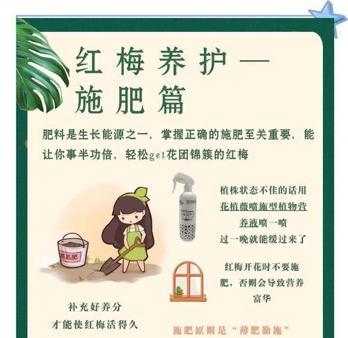 梅花的养护方法和常见问题是什么？