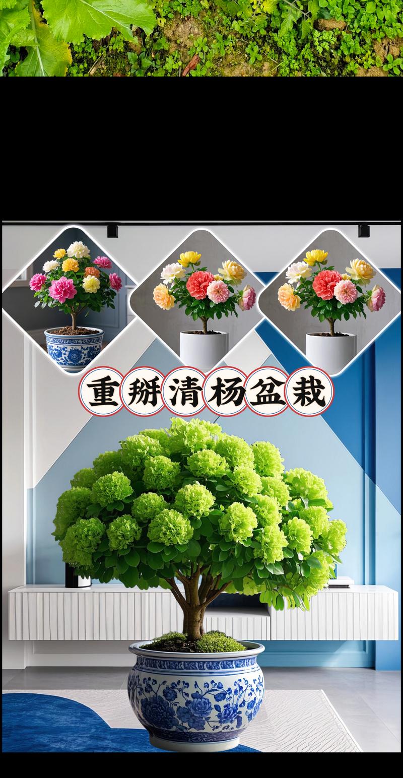 办公室环境适合哪些花卉？养花对办公环境有何益处？