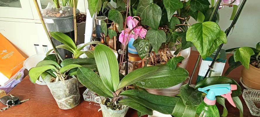 办公室环境适合哪些花卉？养花对办公环境有何益处？
