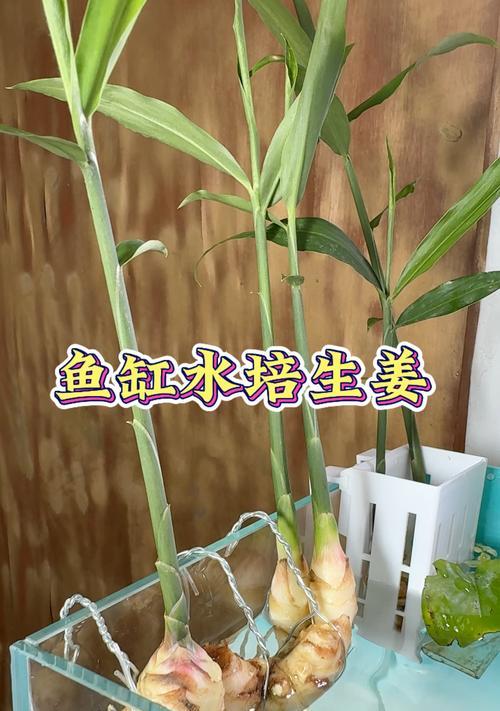 水培植物种植的正确步骤是什么？