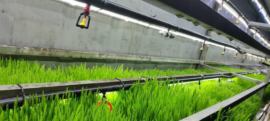 水培植物种植的正确步骤是什么？