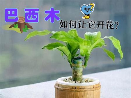常绿花卉有哪些？它们为何能在冬季保持绿色？