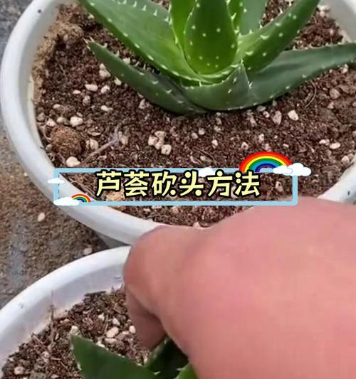 芦荟的繁殖方法和步骤是什么？