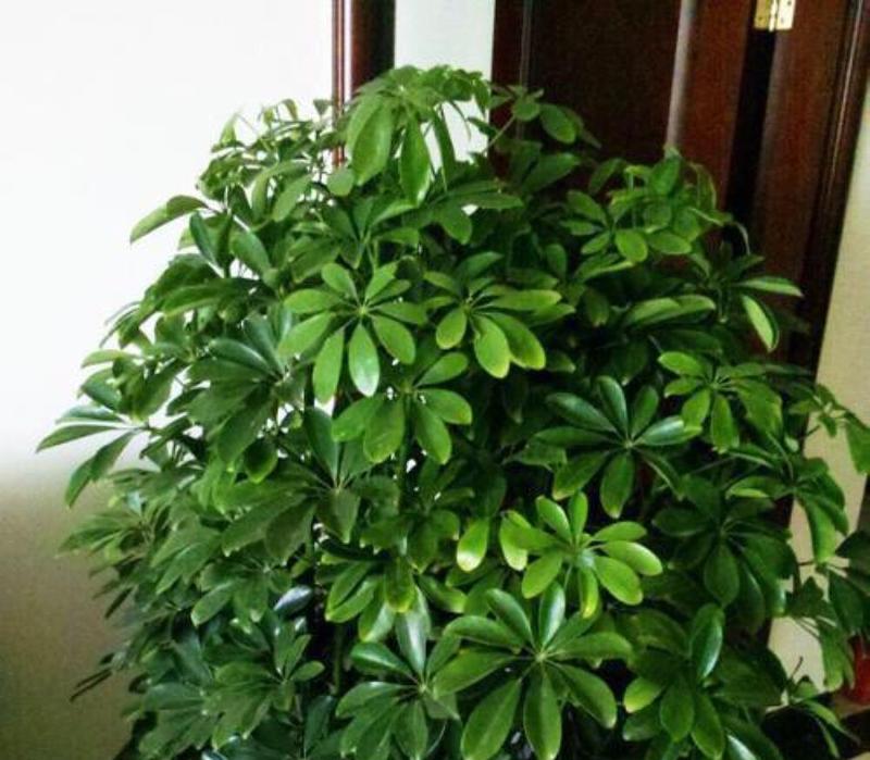 鹅掌柴施肥有什么讲究？哪种肥料最适合？