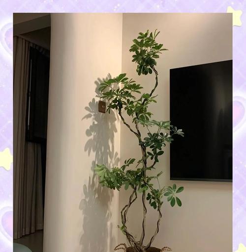 鹅掌柴施肥有什么讲究？哪种肥料最适合？