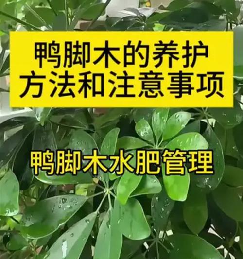 鹅掌柴施肥有什么讲究？哪种肥料最适合？