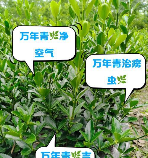 万年青有哪些品种？如何挑选适合的万年青品种？