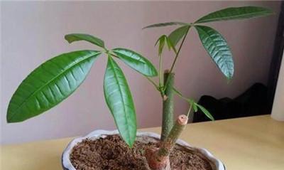 火鹤繁殖的步骤是什么？繁殖后如何进行养护？