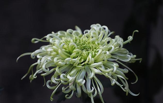 寒菊品种有哪些？
