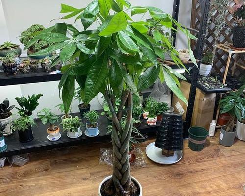 南方环境下发财树的养殖技巧？怎样应对高湿度？