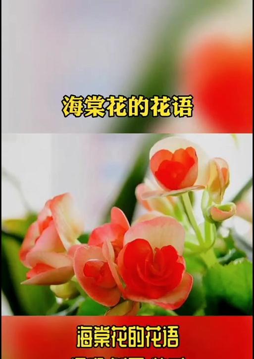 情人泪花语代表了什么含义？