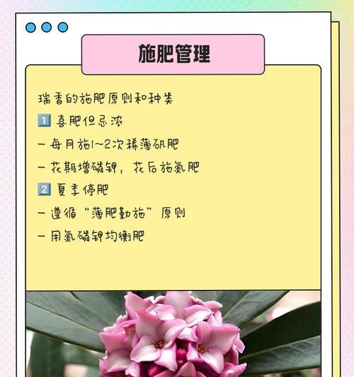 瑞香繁殖技巧有哪些？如何繁殖瑞香才能提高成功率？