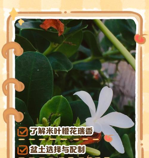 瑞香繁殖技巧有哪些？如何繁殖瑞香才能提高成功率？