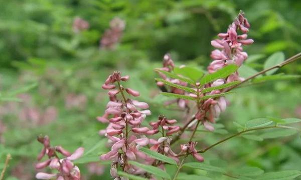 木兰是什么花？木兰的种类及其特性是什么？