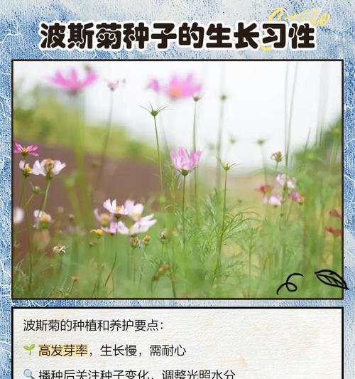波斯菊品种有哪些？波斯菊品种的种植要点是什么？