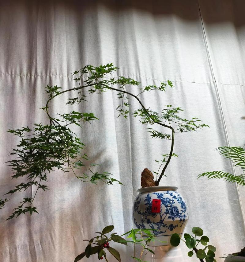 室内种植哪些植物最适宜？