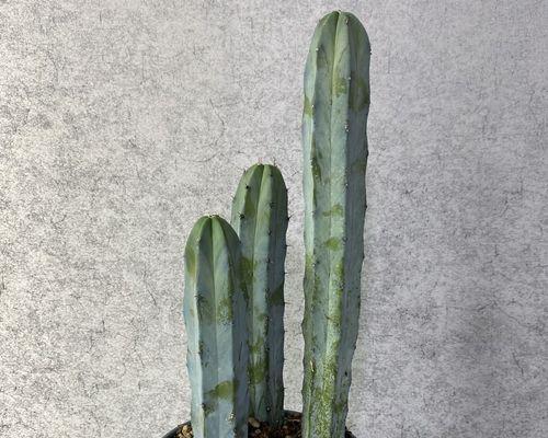 室内种植哪些植物最适宜？