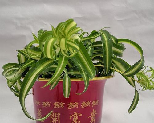 室内种植哪些植物最适宜？