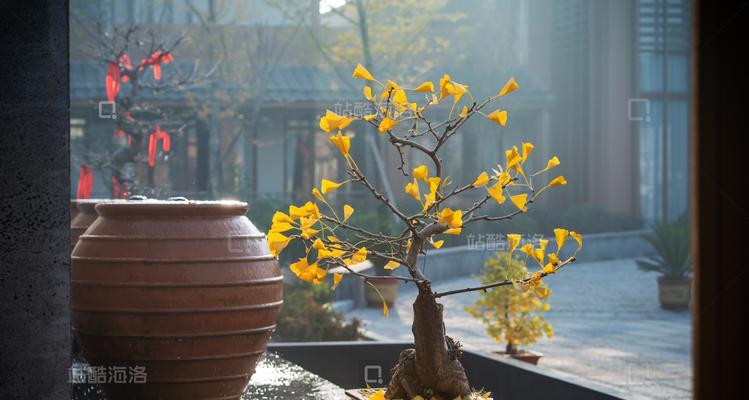 银杏盆景制作方法是什么？制作银杏盆景的步骤有哪些？