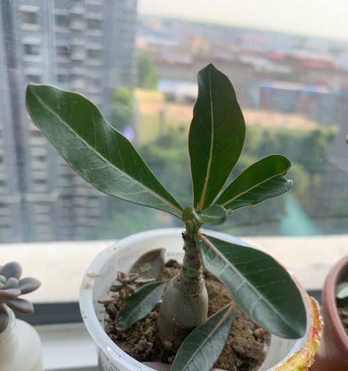 沙漠玫瑰播种的最佳时机是什么时候？播种后如何照料？