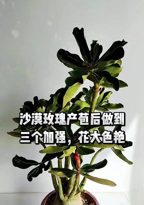 沙漠玫瑰播种的最佳时机是什么时候？播种后如何照料？