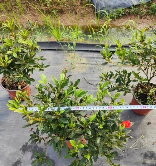 杜鹃花种植的步骤和技巧有哪些？怎样确保其健康生长？