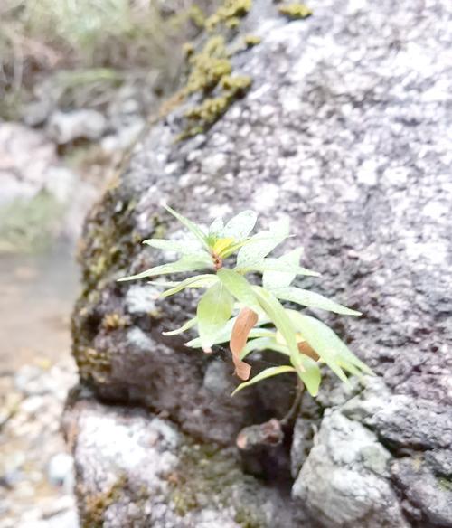 杜鹃花种植的步骤和技巧有哪些？怎样确保其健康生长？