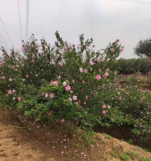木槿有多少种品种？不同品种木槿的特点是什么？