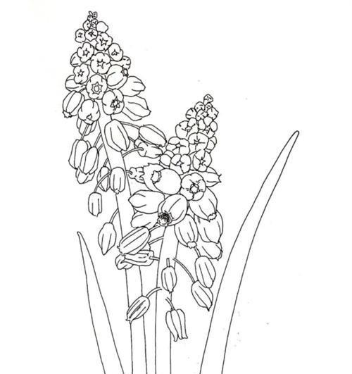 葡萄切花的制作步骤是什么？