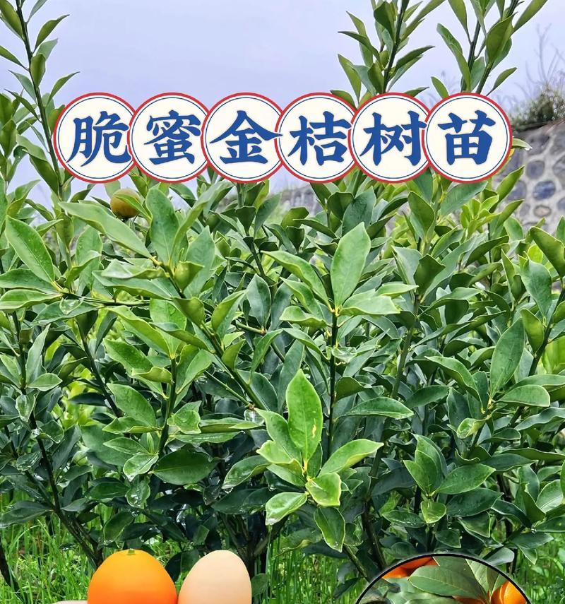 金橘种子种植的步骤是什么？